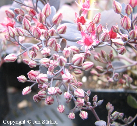 Sedum 'Bertram Anderson', komeamaksaruoho